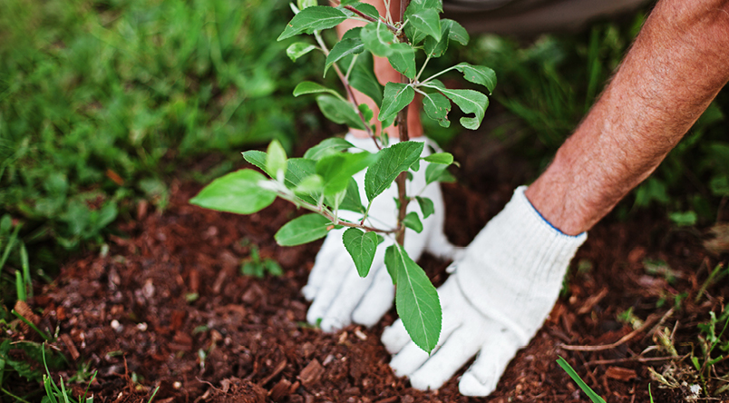 Image of person planting trees - signifying every purchase of this product a tree will be planted