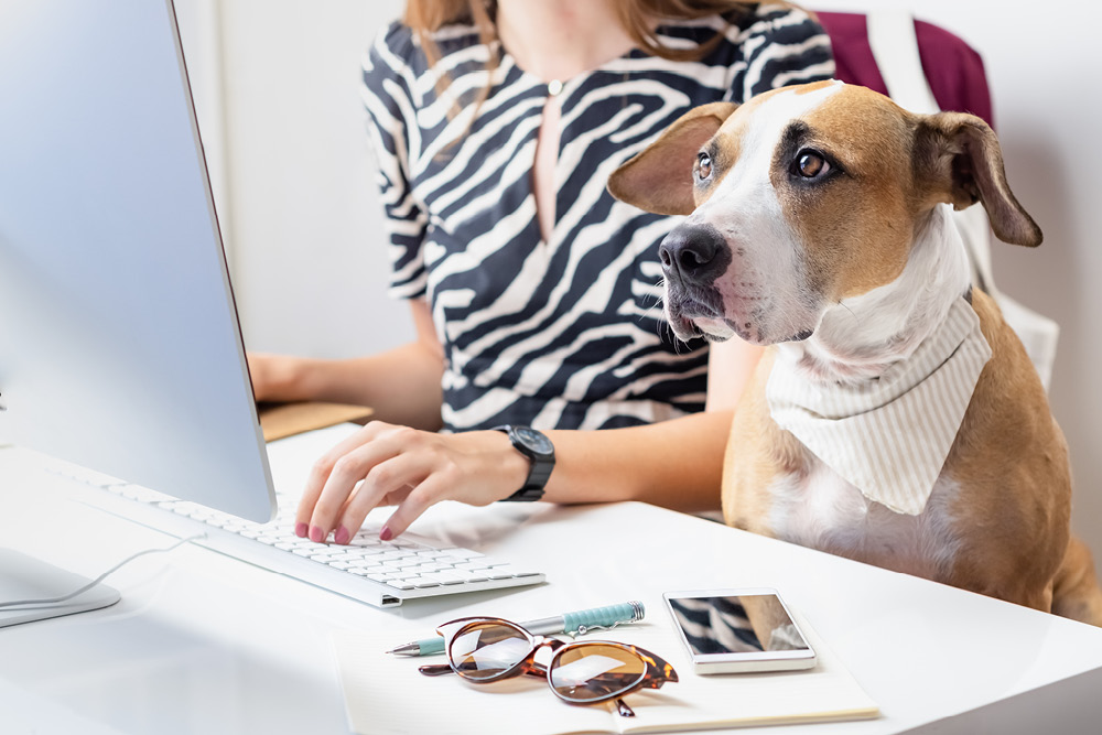 Working from home with a dog