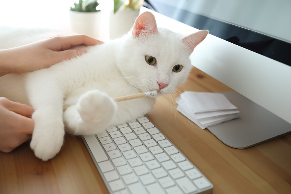 Working from home with a cat