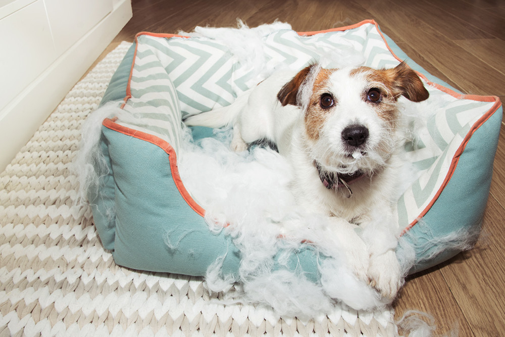 Dog pulled apart dog bed