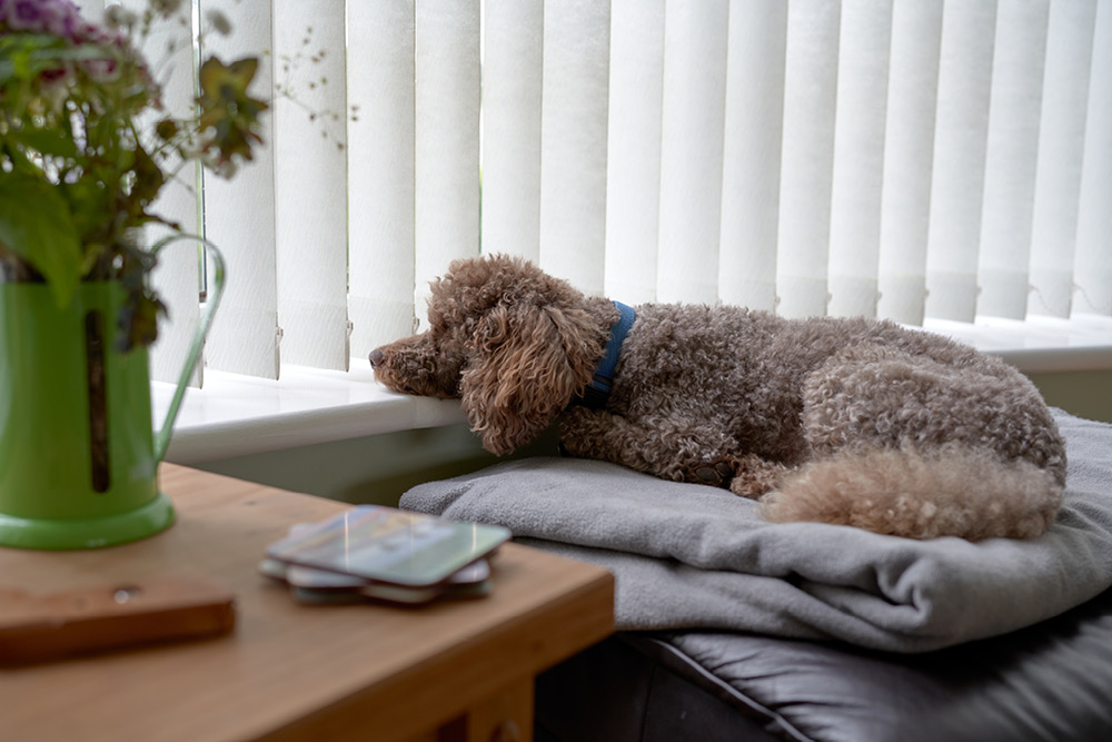 Dog waiting for owner to come home