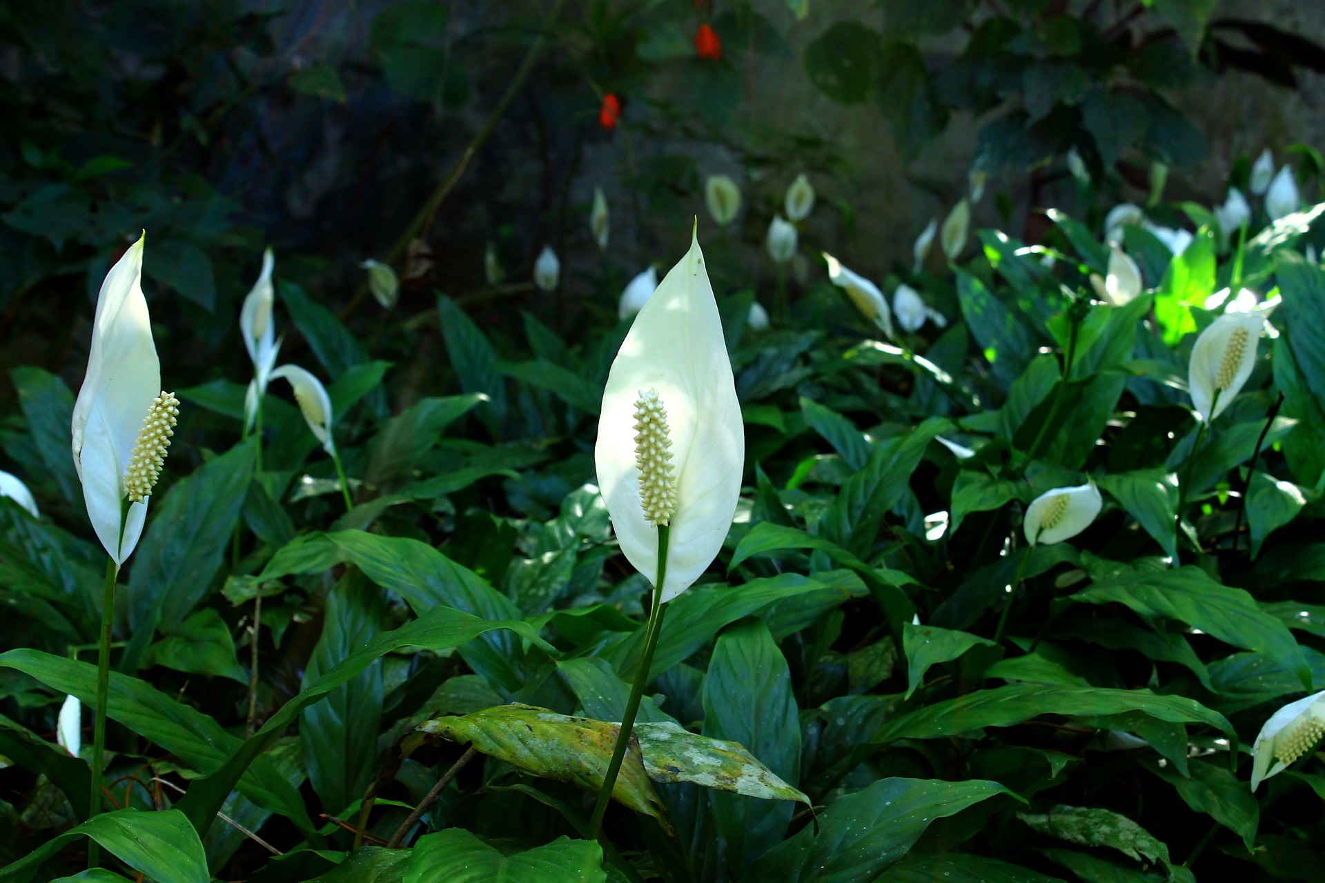 The peace lily