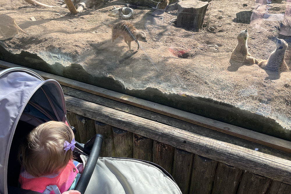 Taking baby to see the meerkats